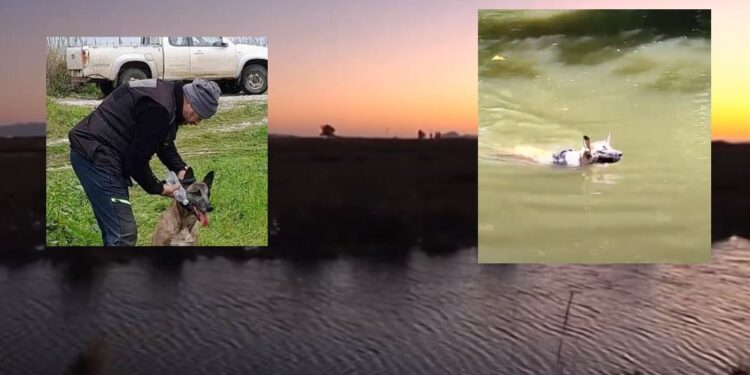 Μεσολόγγι: Ο σκύλος που ξεπέρασε τις 20ήμερες ανθρώπινες έρευνες, τεχνολογίες & ομάδες βραβεύεται!