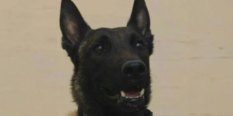 Μεσολόγγι: Βραβεία θα απονείμει η Ελληνική Φιλοζωϊκή Εταιρεία στον σκύλο και τον εκπαιδευτή του που εντόπισαν τη σορό