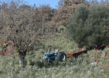 Βελανιδοδάσος Ξηρομέρου: Στη θέα περιπατητή υλοτόμοι κρύφτηκαν πίσω από τρακτέρ!