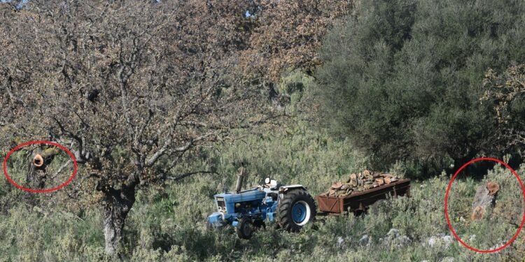 Βελανιδοδάσος Ξηρομέρου: Στη θέα περιπατητή υλοτόμοι κρύφτηκαν πίσω από τρακτέρ!