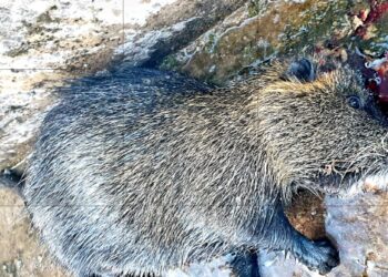 Μυοκάστορας και στα ορεινά της Τριχωνίδας -1 από τα 100 χειρότερα χωροκατακτητικά ξενικά είδη της Ευρώπης