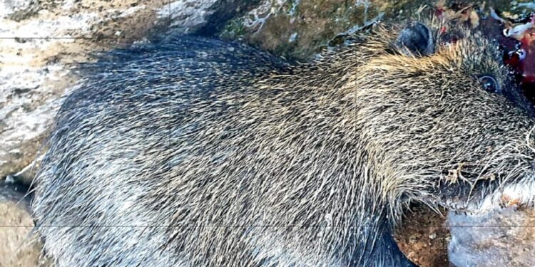 Μυοκάστορας και στα ορεινά της Τριχωνίδας -1 από τα 100 χειρότερα χωροκατακτητικά ξενικά είδη της Ευρώπης