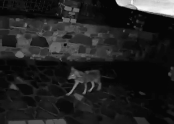 Κραυγή αγωνίας από τους κατοίκους στην Ορεινή Ναυπακτίας που ζουν με τους λύκους μέσα στα σπίτια τους