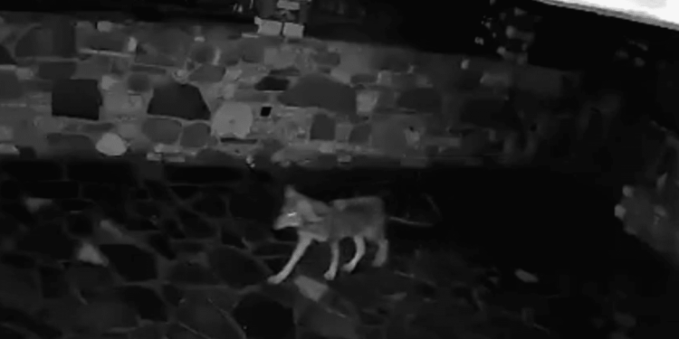 Κραυγή αγωνίας από τους κατοίκους στην Ορεινή Ναυπακτίας που ζουν με τους λύκους μέσα στα σπίτια τους