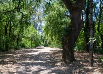 Η βελανιδιά του Χατζόπουλου στο Πάρκο Αγρινίου κηρύχθηκε Διατηρητέο Μνημείο της Φύσης