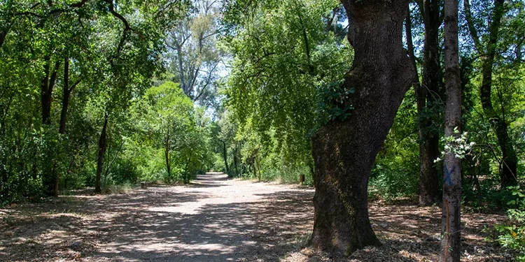 Η βελανιδιά του Χατζόπουλου στο Πάρκο Αγρινίου κηρύχθηκε Διατηρητέο Μνημείο της Φύσης