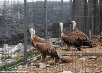 Απελευθερώθηκαν τρεις νεαροί γύπες στον ουρανό της Αιτωλοακαρνανίας