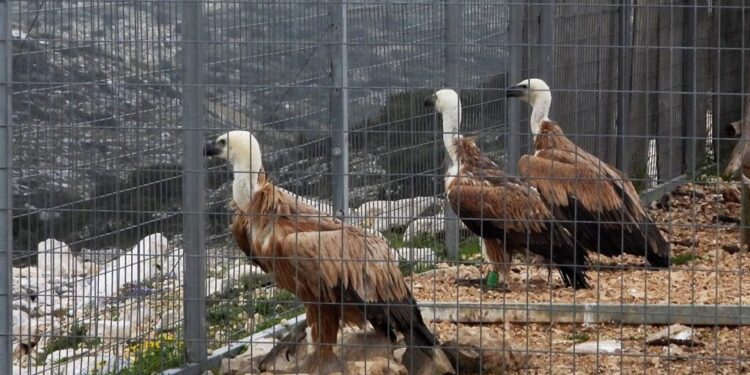Απελευθερώθηκαν τρεις νεαροί γύπες στον ουρανό της Αιτωλοακαρνανίας