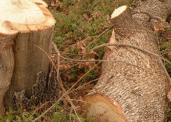 Τραγωδία στο Βάλτο Αιτωλ/νίας – Νεκρός άνδρας που καταπλακώθηκε από δέντρο