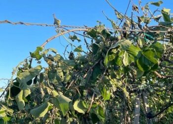 Σταρακά: Επιστολή στον ΕΛΓΑ για τη στήριξη των καλλιεργητών ακτινιδίων του Αγρινίου