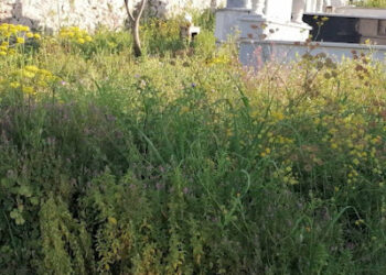 Τα χόρτα “εξαφάνισαν” το Κοιμητήριο Παπαδάτου Ξηρομέρου