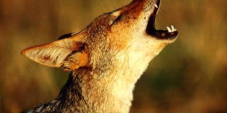 Αγέλες τσακαλιών στην παραλίμνια ζώνη του Αμβρακικού