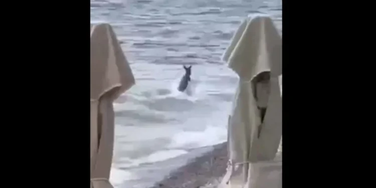 Απίστευτο περιστατικό στην Αιτωλοακαρνανία – Ζαρκάδι βγήκε από τη θάλασσα σε παραλία