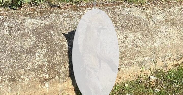 Φρικαλεότητα στο Ξηρόμερο: Σκότωσαν και κρέμασαν αλεπού σε δέντρο