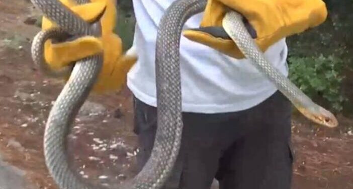 Φίδι μήκους δύο μέτρων «τρύπωσε» σε ντουζιέρα