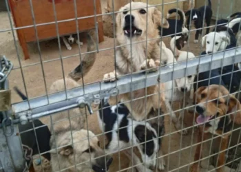 Αγρίνιο: 150 σκυλιά σε άθλιες συνθήκες – Σκελετωμένα ζώα χωρίς νερό και κουτάβια που πεθαίνουν