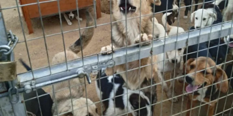 Αγρίνιο: 150 σκυλιά σε άθλιες συνθήκες – Σκελετωμένα ζώα χωρίς νερό και κουτάβια που πεθαίνουν