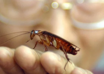 Λάρισα: Ποιοι είναι οι λόγοι που εμφανίστηκαν οι ιπτάμενες κατσαρίδες