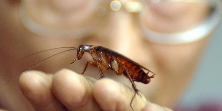 Λάρισα: Ποιοι είναι οι λόγοι που εμφανίστηκαν οι ιπτάμενες κατσαρίδες