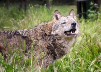 Θέρμο|Σε απόγνωση οι κτηνοτρόφοι από τις επιθέσεις λύκων στα ποίμνια-Το δημοτικό συμβούλιο ζητά παρέμβαση του Υπουργείου