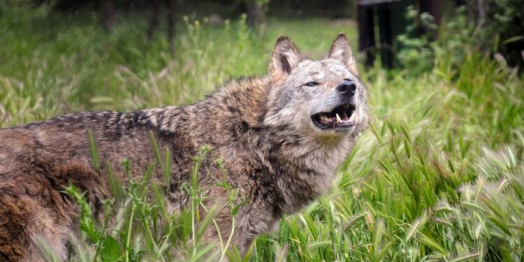 Θέρμο|Σε απόγνωση οι κτηνοτρόφοι από τις επιθέσεις λύκων στα ποίμνια-Το δημοτικό συμβούλιο ζητά παρέμβαση του Υπουργείου