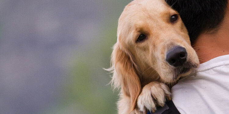 Δήμος Ναυπακτίας: Ποιες είναι οι υποχρεώσεις των ιδιοκτητών/κηδεμόνων ζώων συντροφιάς