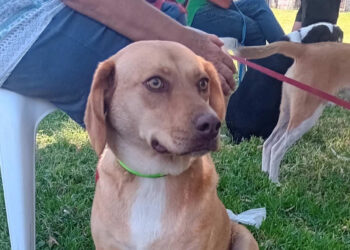 Με ιδιαίτερη επιτυχία και η 2η Ημέρα Υιοθεσίας Αδέσποτων Ζώων Συντροφιάς στον Δήμο Ναυπακτίας