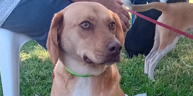 Με ιδιαίτερη επιτυχία και η 2η Ημέρα Υιοθεσίας Αδέσποτων Ζώων Συντροφιάς στον Δήμο Ναυπακτίας