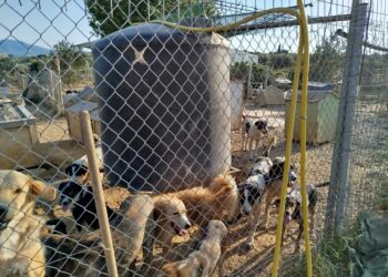 Την γνωμάτευση της Κτηνιατρικής Υπηρεσίας Αγρινίου ζητάει η ΠΦΠΟ για τον χώρο εγκλεισμού αδέσποτων ζώων από συλλέκτη ζώων.