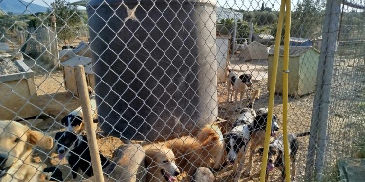 Την γνωμάτευση της Κτηνιατρικής Υπηρεσίας Αγρινίου ζητάει η ΠΦΠΟ για τον χώρο εγκλεισμού αδέσποτων ζώων από συλλέκτη ζώων.