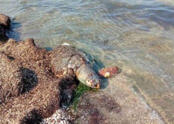 Εντοπίστηκε νεκρή θαλάσσια καρέτα – καρέτα στην παραλία του Ανοιξιάτικου Αμφιλοχίας