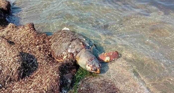 Εντοπίστηκε νεκρή θαλάσσια καρέτα – καρέτα στην παραλία του Ανοιξιάτικου Αμφιλοχίας