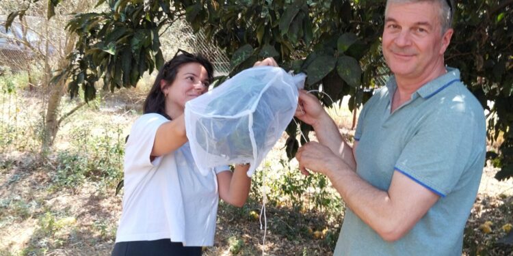 Συνεχίζεται το πρόγραμμα βιολογικής καταπολέμησης του μαύρου ακανθώδη αλευρώδη στην Αιτωλοακαρνανία