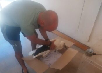 Αιτωλικό: Περισυνέλεξαν νεαρό Λευκοπελαργό που είχε τραυματιστεί