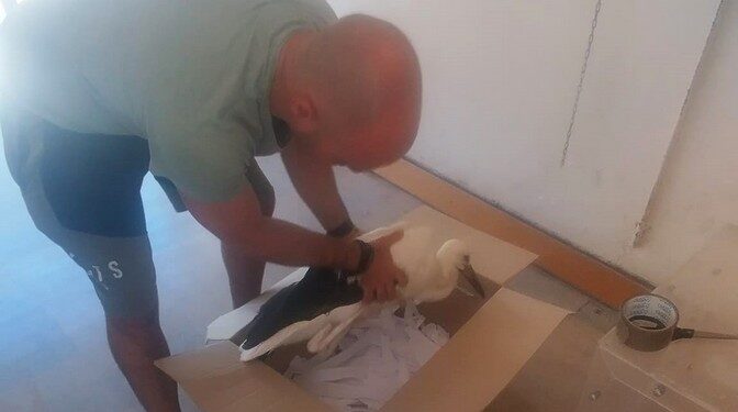 Αιτωλικό: Περισυνέλεξαν νεαρό Λευκοπελαργό που είχε τραυματιστεί