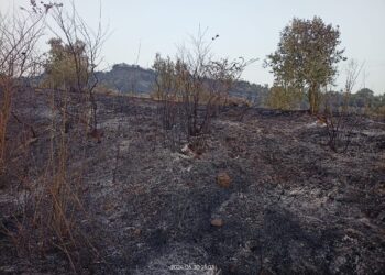 Δεκάδες στέμματα κάηκαν στο Αγγελόκαστρο (φωτο)- Προσοχή, μπαίνουμε στην καρδιά της αντιπυρικής περιόδου