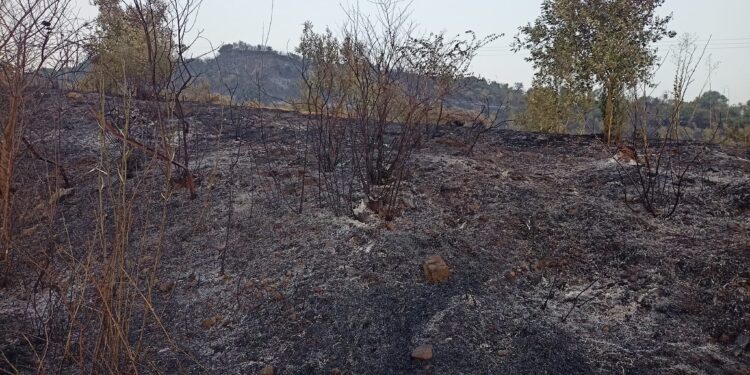 Δεκάδες στέμματα κάηκαν στο Αγγελόκαστρο (φωτο)- Προσοχή, μπαίνουμε στην καρδιά της αντιπυρικής περιόδου