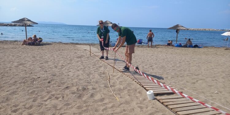 Νεοσσοί Caretta carettta στην παραλία της Τουρλίδας-Χρειάζεται προσοχή να μην ποδοπατηθούν