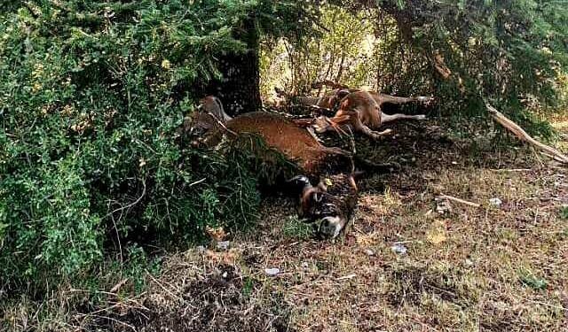 Ορεινή Τριχωνίδα: Kεραυνός σκότωσε 12 αγελάδες- σε απόγνωση ο κτηνοτρόφος