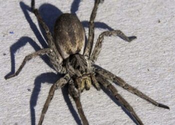 Δυτική Ελλάδα: Έχασε τη μάχη που έδινε ο 48χρονος μετά από τσίμπημα αράχνης