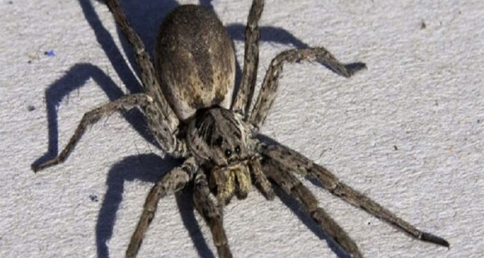 Δυτική Ελλάδα: Έχασε τη μάχη που έδινε ο 48χρονος μετά από τσίμπημα αράχνης