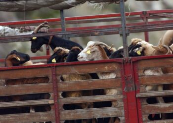 Σταδιακή άρση των περιορισμών που επιβλήθηκαν μετά τα κρούσματα πανώλης