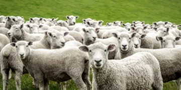 Άμεσες ενέργειες από τις Κτηνιατρικές Υπηρεσίες Δυτικής Ελλάδας για τον περιορισμό της εξάπλωσης της πανώλης