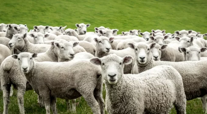 Άμεσες ενέργειες από τις Κτηνιατρικές Υπηρεσίες Δυτικής Ελλάδας για τον περιορισμό της εξάπλωσης της πανώλης