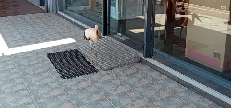 Βόνιτσα: Πελαργός έφερνε …βόλτες στα μαγαζιά της πόλης