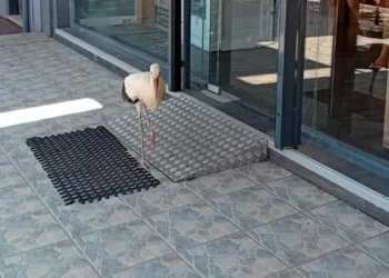 Βόνιτσα: Πελαργός έφερνε …βόλτες στα μαγαζιά της πόλης