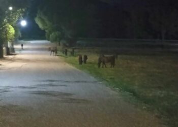 Αγρίνιο:Εντυπωσιακές εικόνες με τα άγρια άλογα του Πεταλά- Μέσα στα χωριά σε αναζήτηση νερού και τροφής(βιντεο-φωτο)