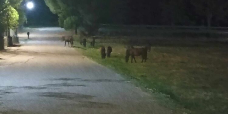 Αγρίνιο:Εντυπωσιακές εικόνες με τα άγρια άλογα του Πεταλά- Μέσα στα χωριά σε αναζήτηση νερού και τροφής(βιντεο-φωτο)