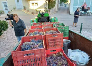 Επιτυχημένη Γιορτή Τρύγου & Κρασιού στο Πετροχώρι Θέρμου!