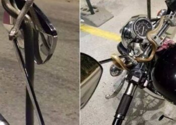Τρόμος για οδηγό: Φίδι τυλίχτηκε γύρω από το τιμόνι εν κινήσει μηχανής